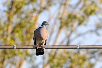 Colombaccio (Columba palumbus )